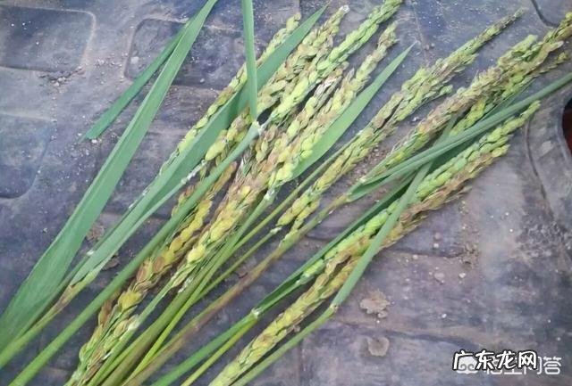 水稻,用井水,什么时候灌溉好?