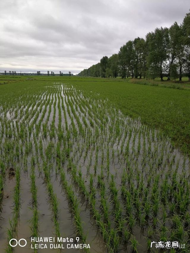 水稻,用井水,什么时候灌溉好?