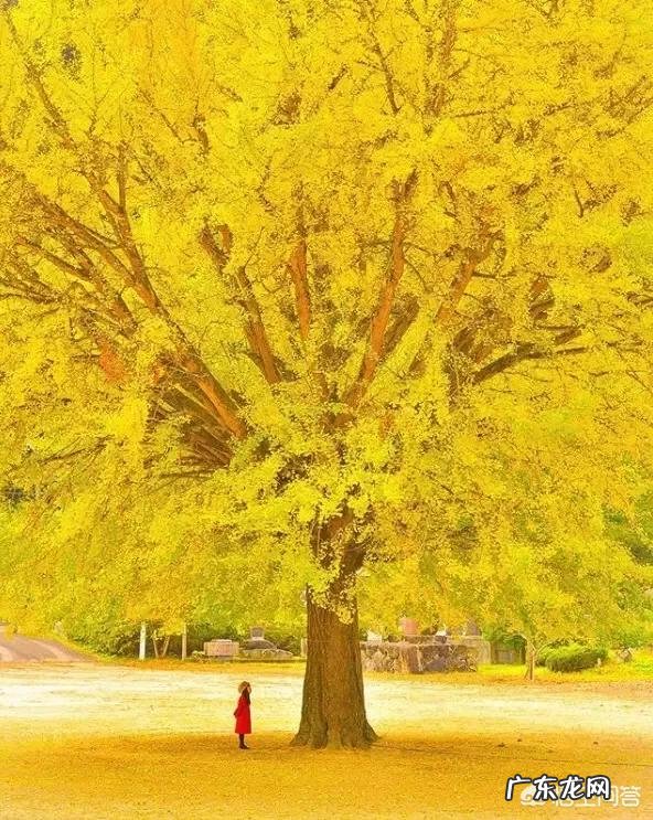 一岁九个月的宝宝不爱吃饭做什么给他吃比较有营养?