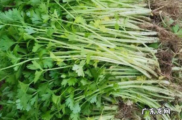 秋天有什么水果成熟了十种 适合秋天种植的十种蔬菜