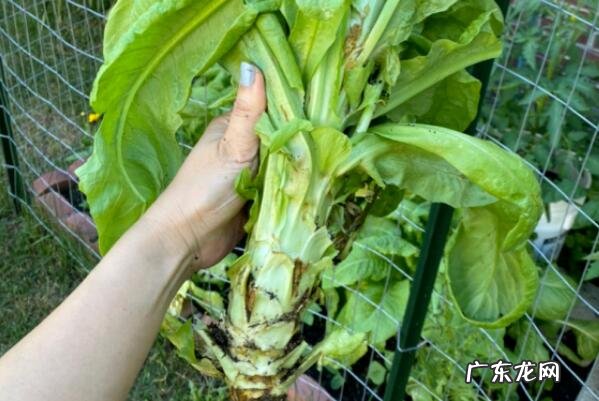 秋天有什么水果成熟了十种 适合秋天种植的十种蔬菜
