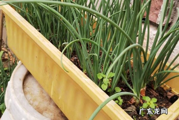 秋天有什么水果成熟了十种 适合秋天种植的十种蔬菜