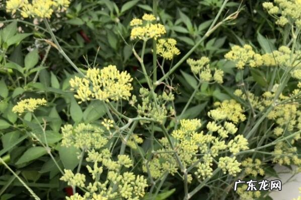 秋天有什么水果成熟了十种 适合秋天种植的十种蔬菜