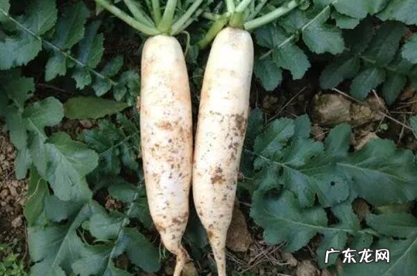 秋天有什么水果成熟了十种 适合秋天种植的十种蔬菜