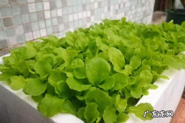 秋天有什么水果成熟了十种 适合秋天种植的十种蔬菜