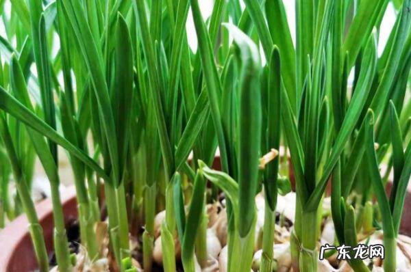 秋天有什么水果成熟了十种 适合秋天种植的十种蔬菜