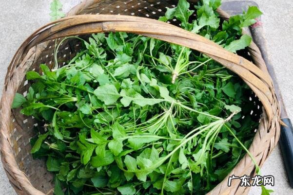 秋天有什么水果成熟了十种 适合秋天种植的十种蔬菜