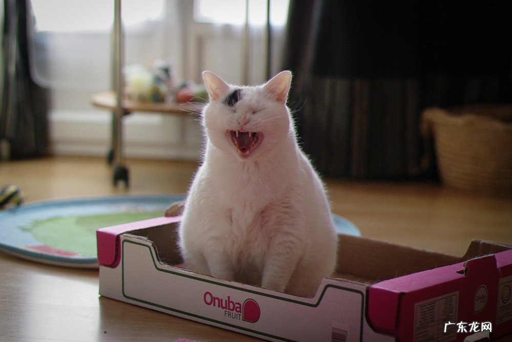 蛋白质粉增肌要哪个牌子的好?