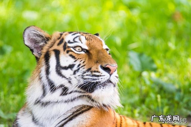 十二生肖哪个最会有钱 十二生肖突然变有钱人会有哪些表现?