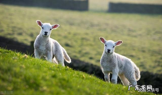 十二生肖哪个最会有钱 十二生肖突然变有钱人会有哪些表现?