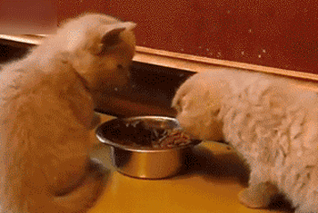 为什么减了几天肥反而肚子更大了?