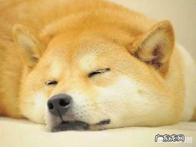 为什么减了几天肥反而肚子更大了?