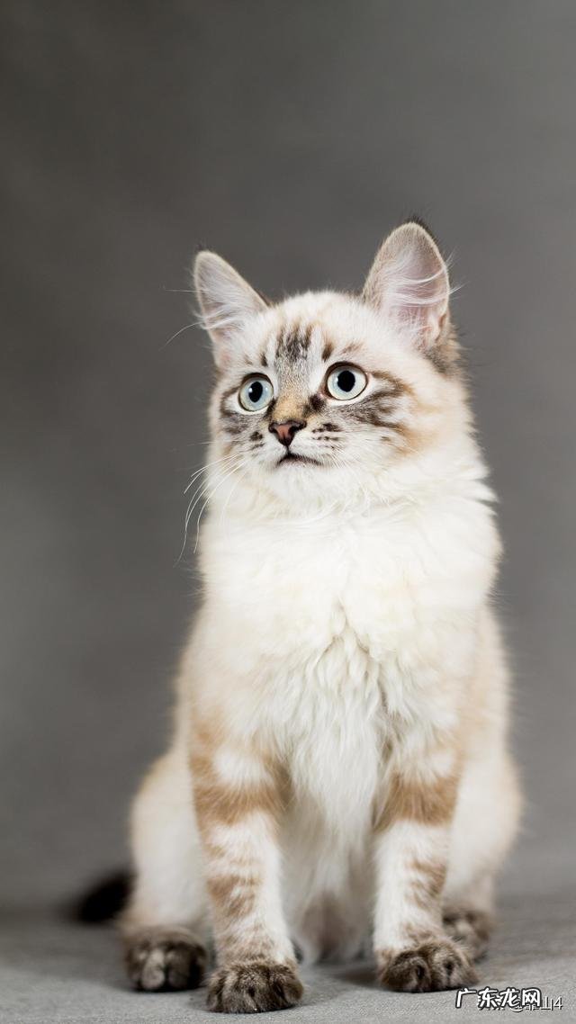 现代社会,情侣之间同居的现象越来越多,对此你有什么看法?