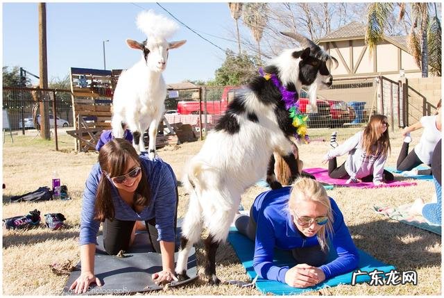 外国人发明了一种山羊瑜伽,用来瘦身减压,具体是怎么练习?