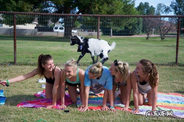 外国人发明了一种山羊瑜伽,用来瘦身减压,具体是怎么练习?