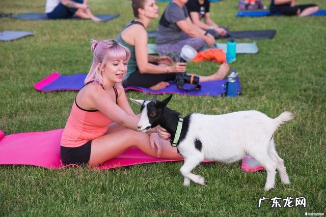 外国人发明了一种山羊瑜伽,用来瘦身减压,具体是怎么练习?