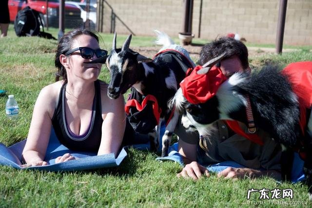 外国人发明了一种山羊瑜伽,用来瘦身减压,具体是怎么练习?