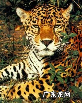 大型猫科动物凶猛排名 猫科动物大全排行榜