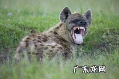 大型猫科动物凶猛排名 猫科动物大全排行榜