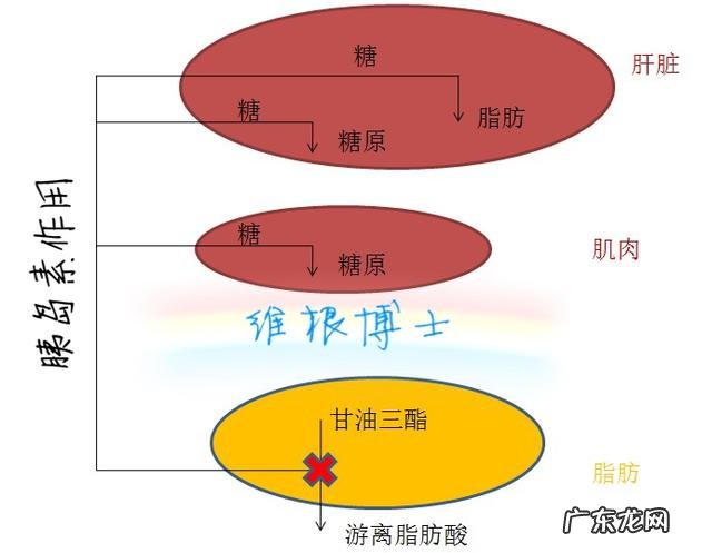 空腹睡觉是否会消耗掉脂肪?#穿衣显瘦,脱衣有肉#?