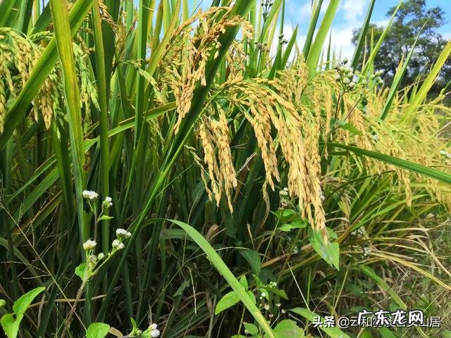 农产品成本法的计算公式 农产品销售成本排行榜