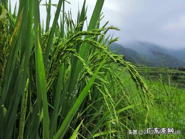 农产品成本法的计算公式 农产品销售成本排行榜