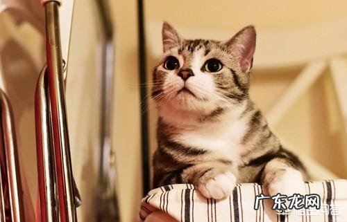 6斤猫感冒吃阿莫西林的剂量是多少呢？