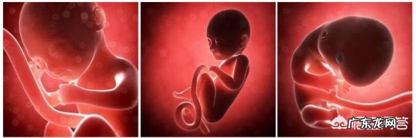 12周胎儿双径是多少正常