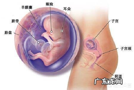 12周胎儿双径是多少正常