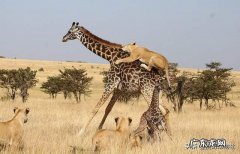 长颈鹿是食草动物，它有何本事让狮子老虎都不敢攻击它？