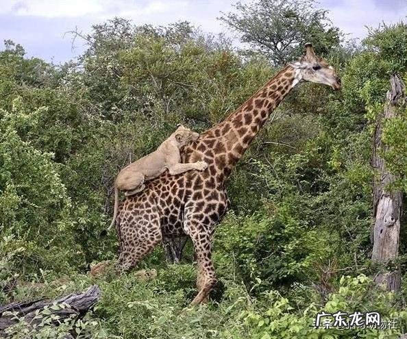 长颈鹿是食草动物,它有何本事让狮子老虎都不敢攻击它?