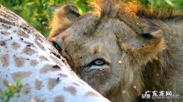 长颈鹿是食草动物,它有何本事让狮子老虎都不敢攻击它?