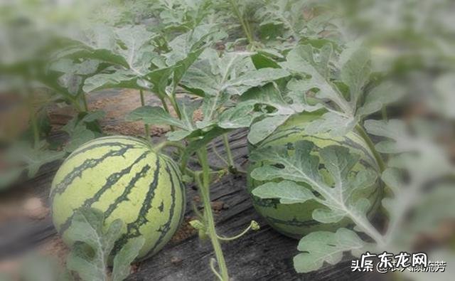 血糖高可以吃玉米渣当主食吗?