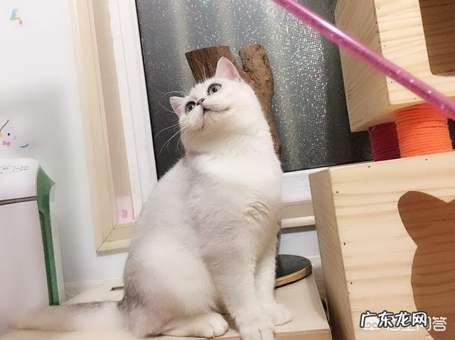 猫感冒能吃阿莫西林吗,猫咪感冒可以吃阿莫西林吗?