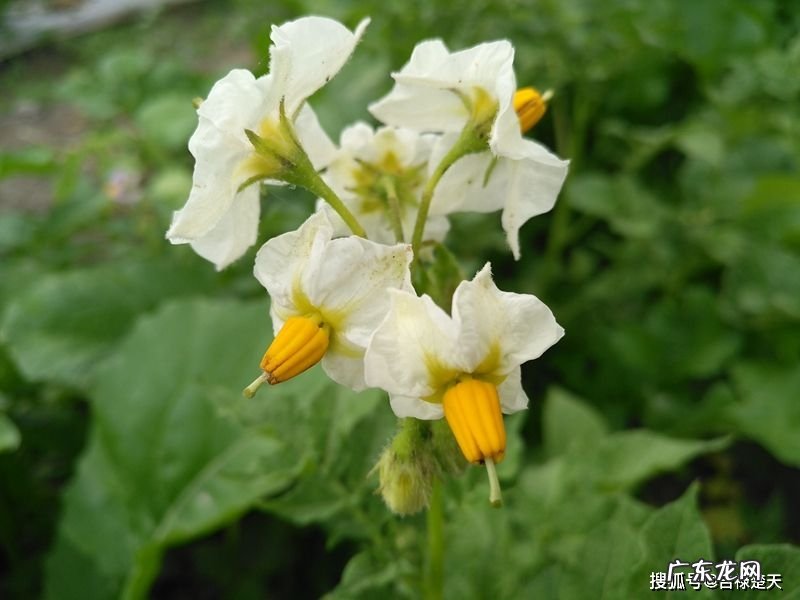 5x+1 解析函数y=^2(x+1)^3的主要性质