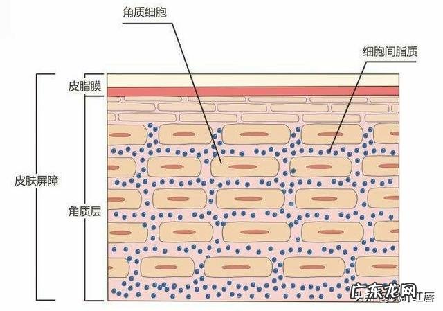 为什么一些人夏天皮肤过敏没冬天多