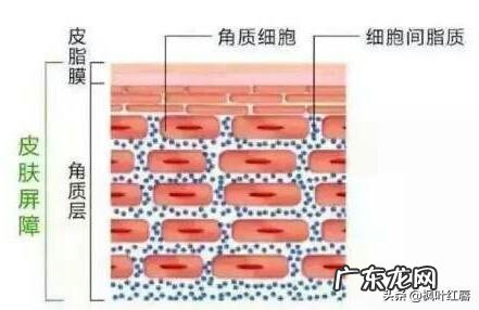 为什么一些人夏天皮肤过敏没冬天多