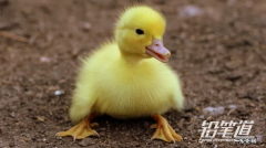 农业数字化迎来风口：他扎进养殖产业 一干4年 年营收超4000万