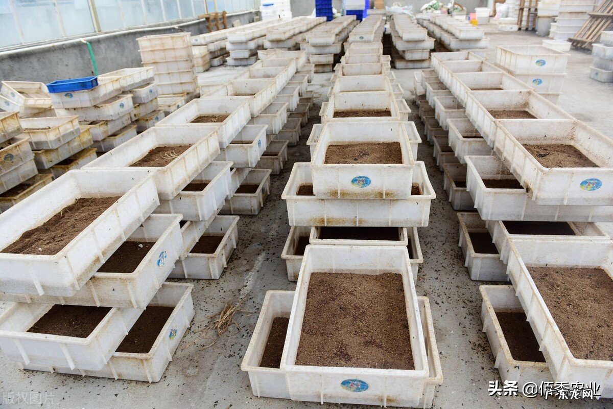 从南美引进的黑水虻,是处理垃圾的“高手”,为啥有人认为是骗局