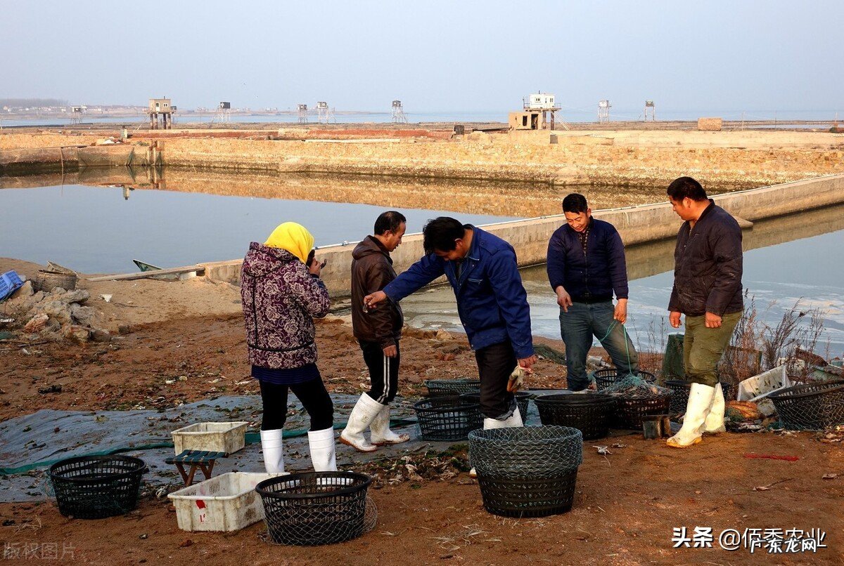 从南美引进的黑水虻,是处理垃圾的“高手”,为啥有人认为是骗局