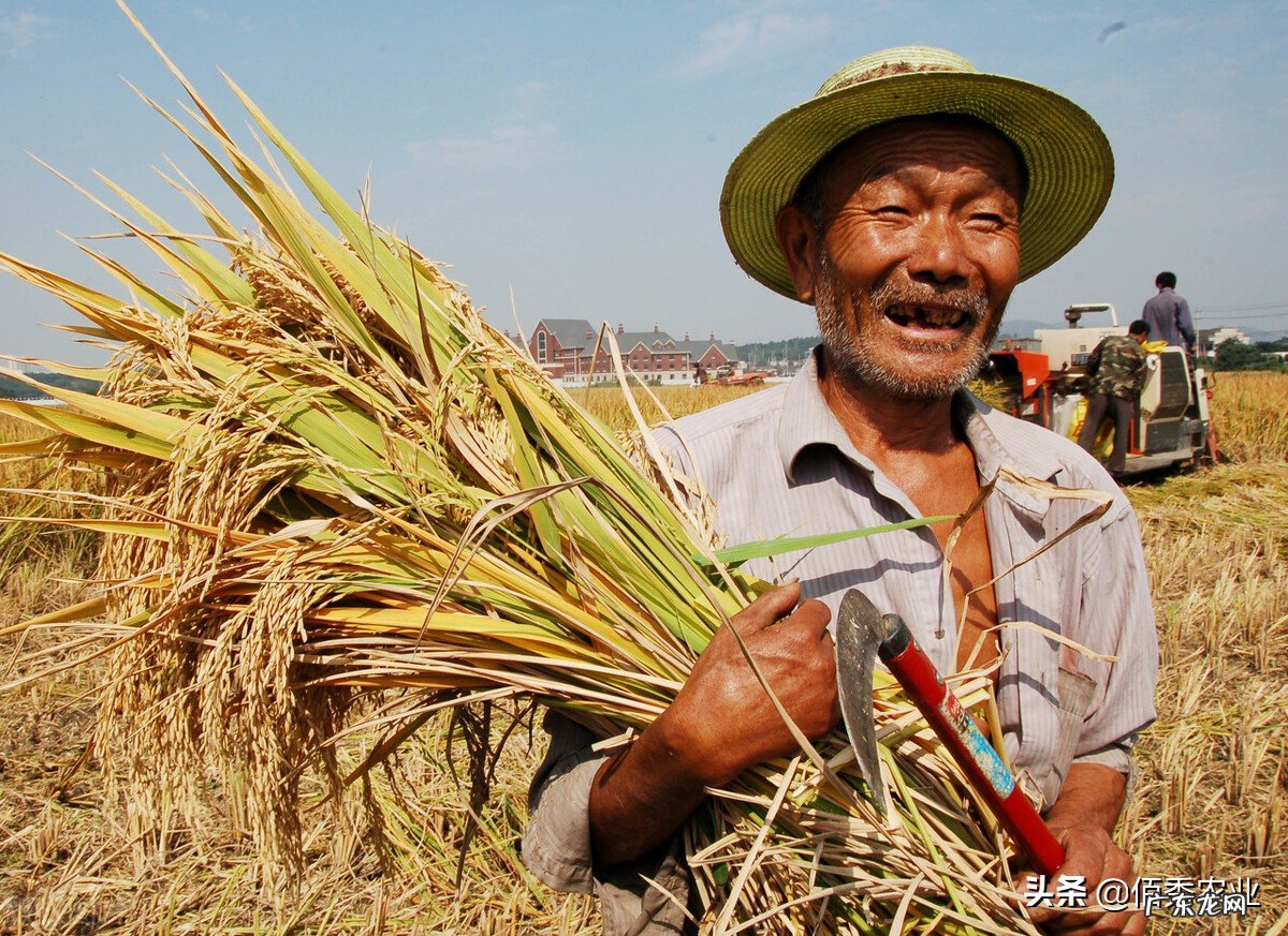 新年好礼:为提高农民种粮积极性,小麦稻谷又将迎来一波涨价
