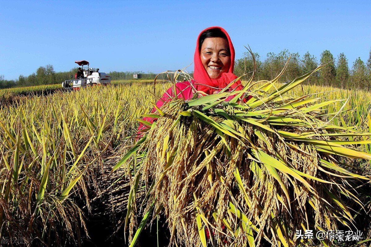 新年好礼:为提高农民种粮积极性,小麦稻谷又将迎来一波涨价