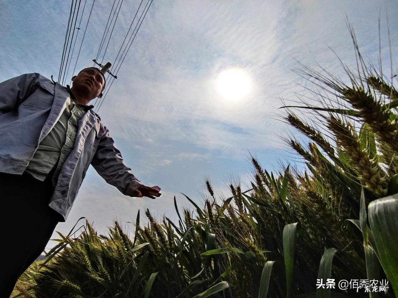 新年好礼:为提高农民种粮积极性,小麦稻谷又将迎来一波涨价