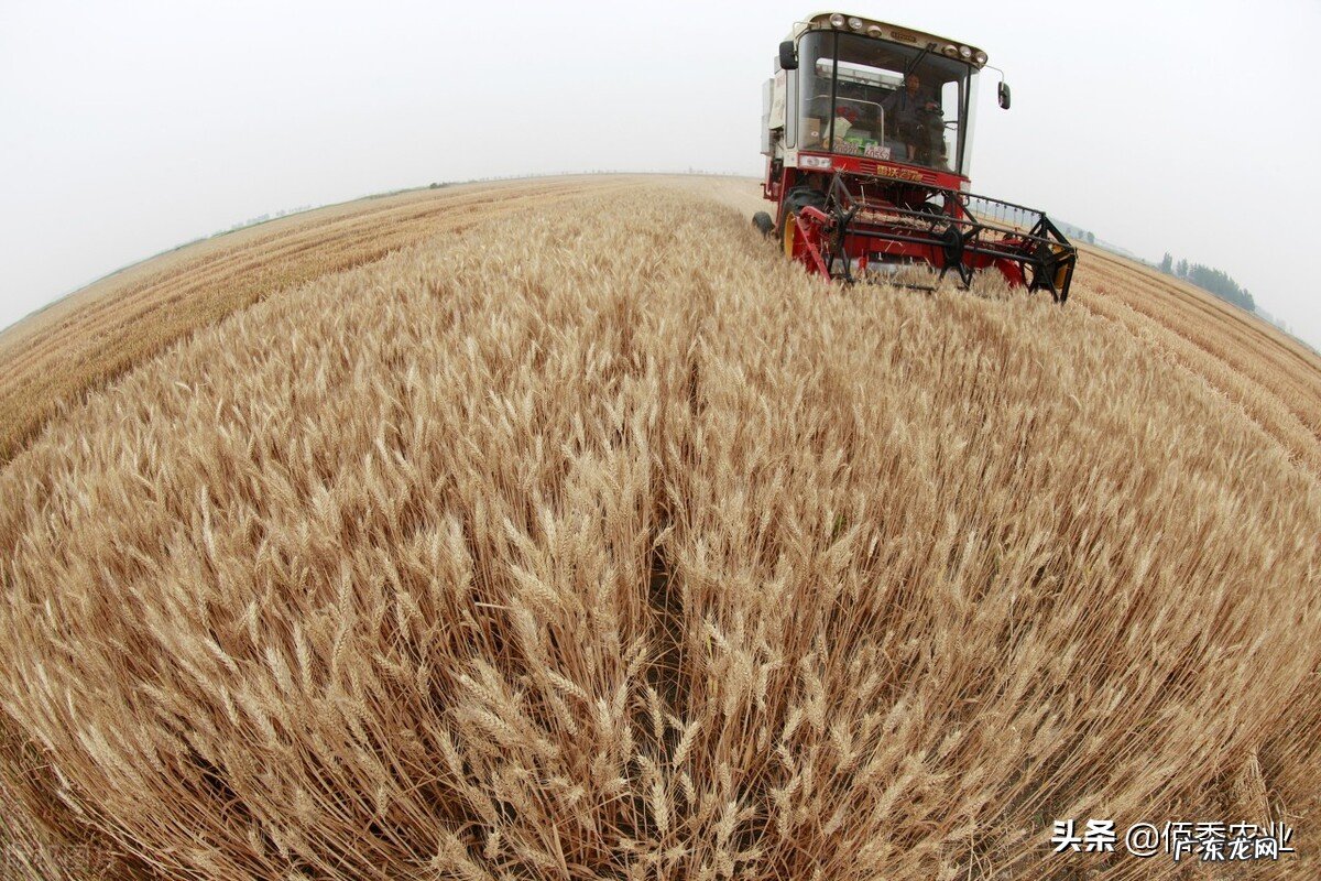 新年好礼:为提高农民种粮积极性,小麦稻谷又将迎来一波涨价