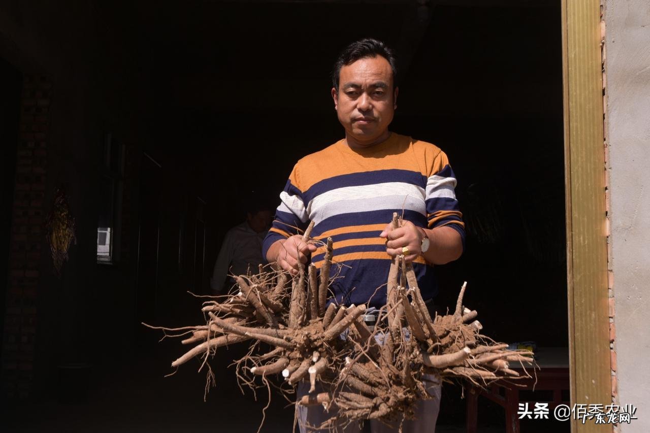 中药材涨价,农民种植反而陷入迷茫,未来5年能赚钱的品种有哪些