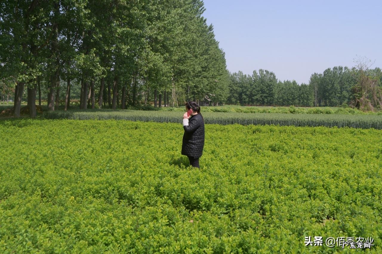 中药材涨价，农民种植反而陷入迷茫，未来5年能赚钱的品种有哪些
