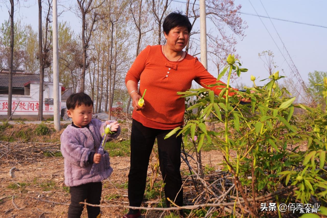 中药材涨价，农民种植反而陷入迷茫，未来5年能赚钱的品种有哪些