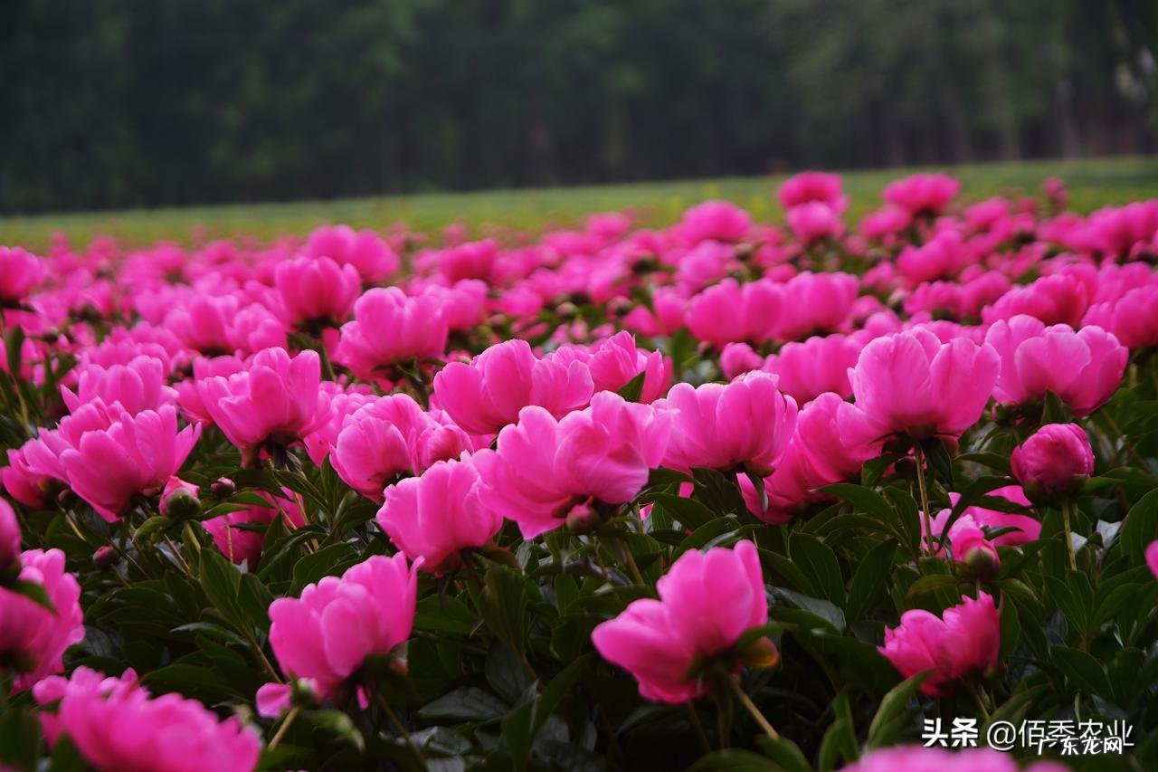 中药材涨价，农民种植反而陷入迷茫，未来5年能赚钱的品种有哪些