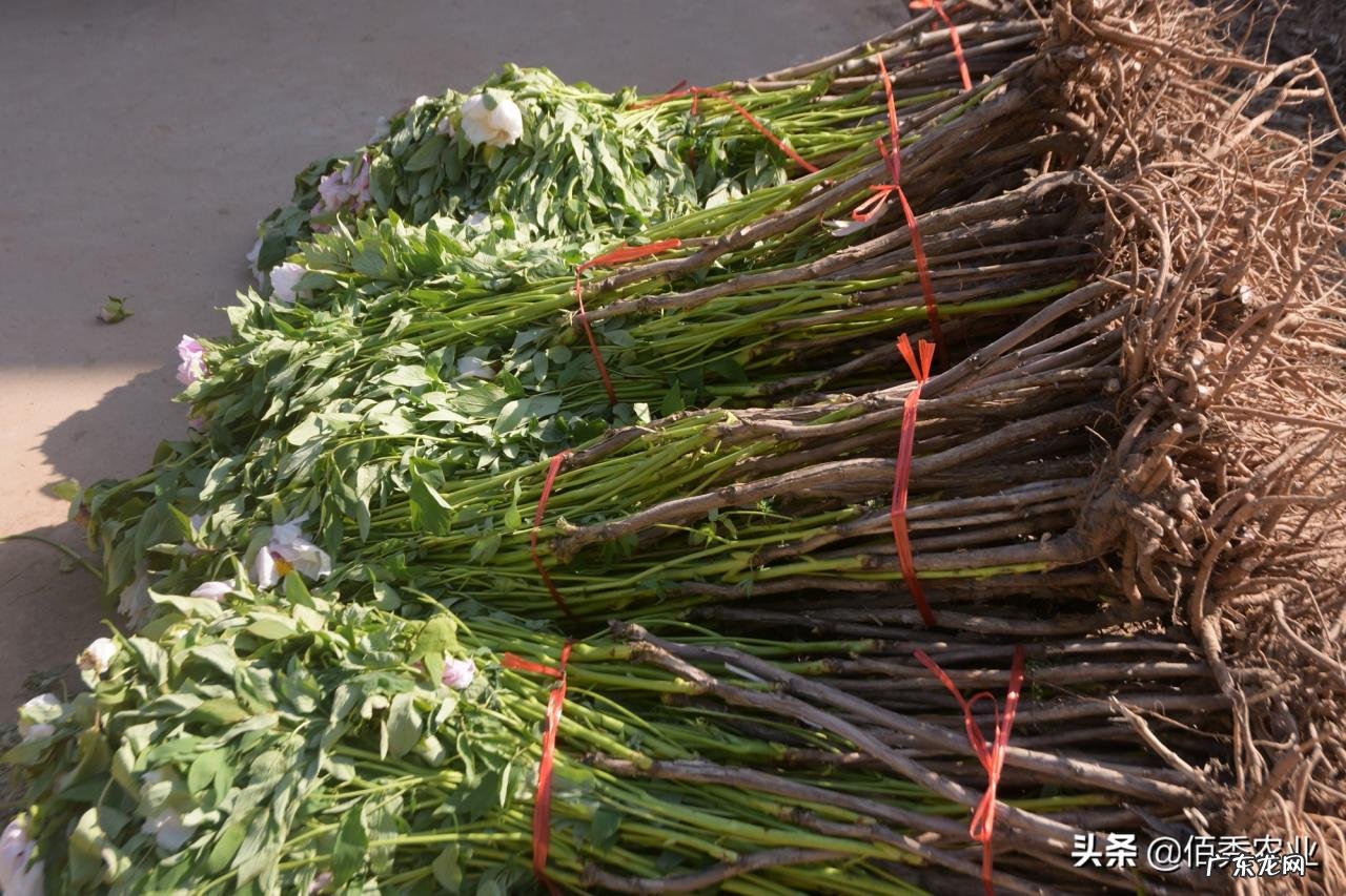 中药材涨价,农民种植反而陷入迷茫,未来5年能赚钱的品种有哪些