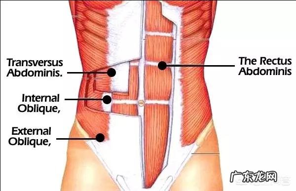 练腹肌怎么肚子越练越大？